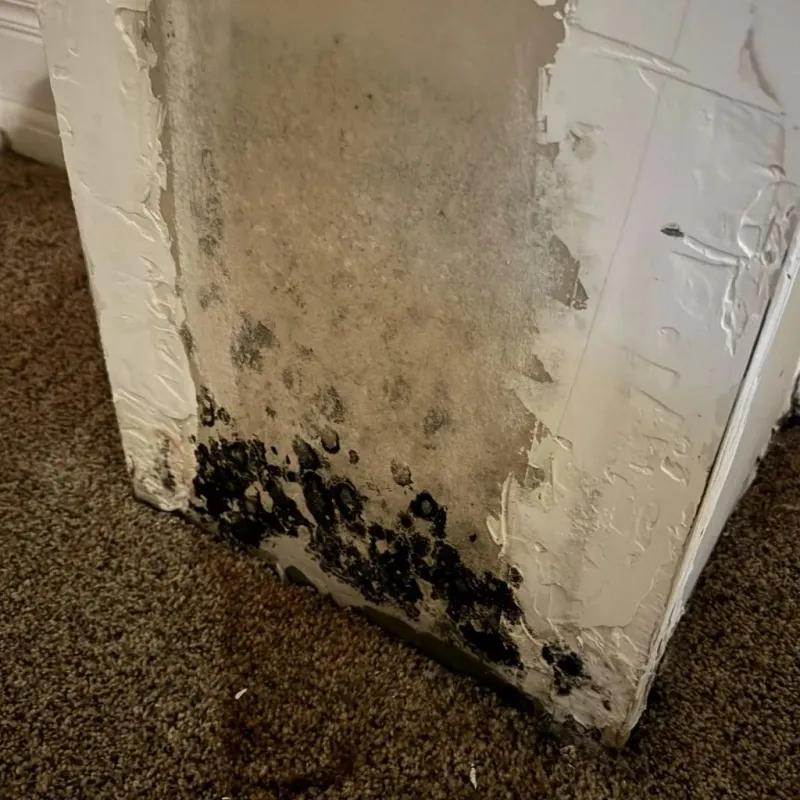 Professional Mold Removal in Summersville, WV